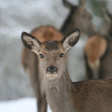 Gite Le Cerf Pantin Сент-Юбер Экстерьер фото